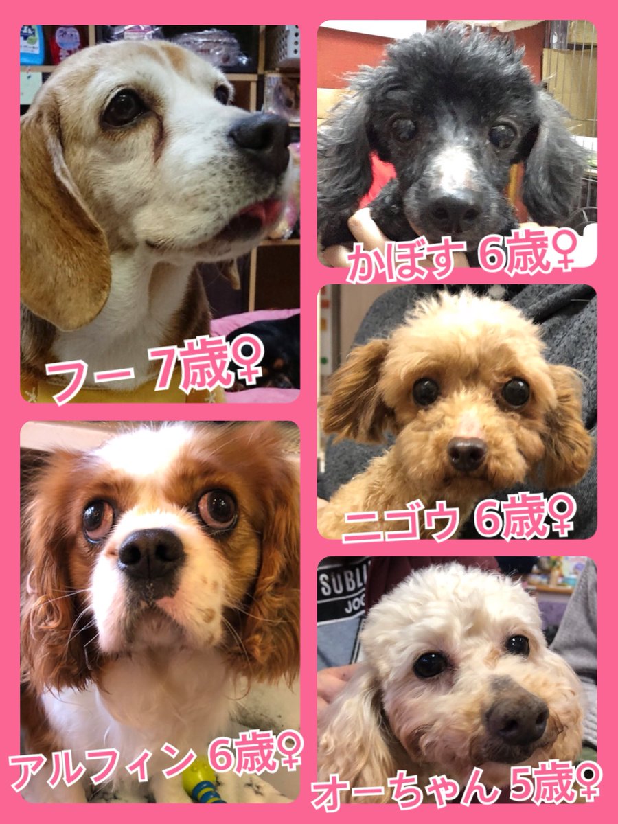 🐾今日の里親様募集中ワンコ🐶メンバーです🐾2019,3,23